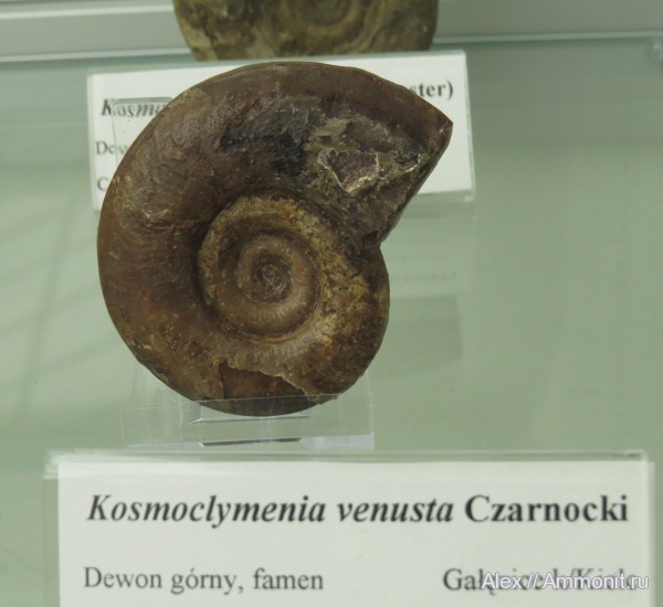 музеи, Clymeniida, Polish Geological Institute, Kosmoclymenia, Kosmoclymenia venusta
