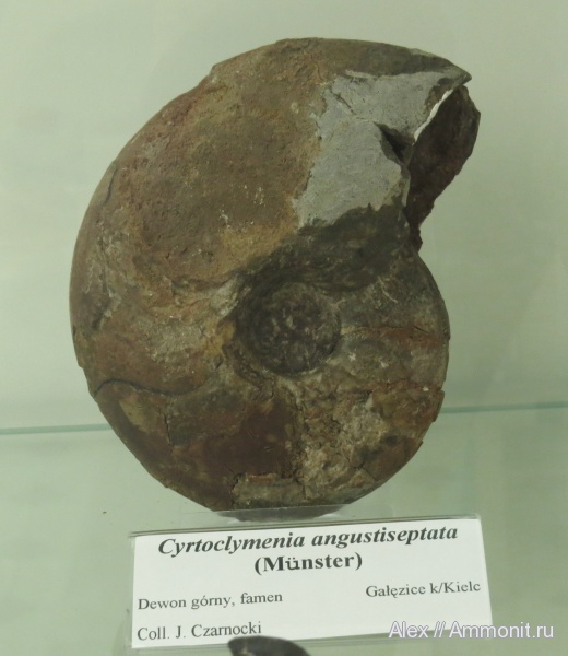 музеи, Clymeniida, Polish Geological Institute, Cyrtoclymenia angustiseptata, Cyrtoclymenia