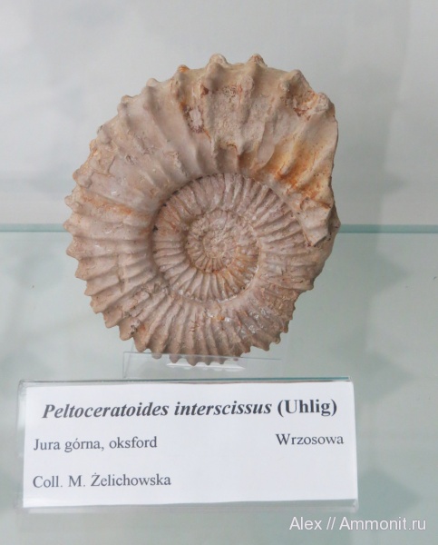 музеи, Peltoceratoides, Aspidoceratidae, Polish Geological Institute, Peltoceratoides interscissus