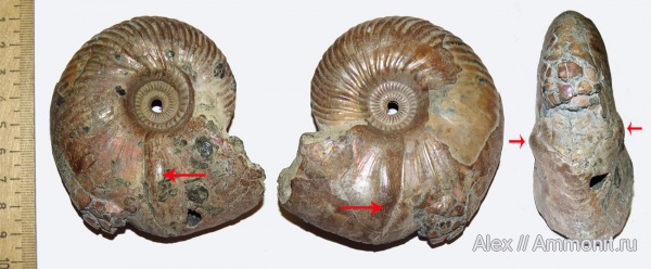 макроконхи, Quenstedtoceras, прижизненные повреждения, Quenstedtoceras henrici, Macroconchs, ammonoid sublethal injuries