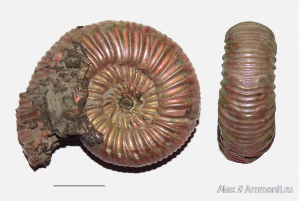 аммониты, Ammonites, parabolae, Properisphinctes, параболы