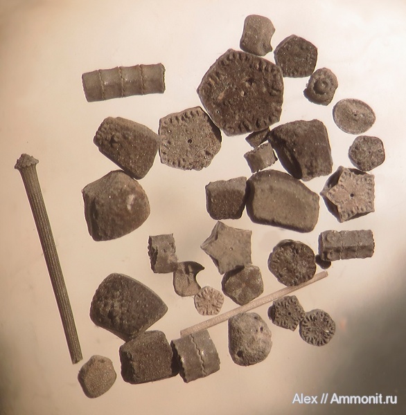 Pentacrinus, микрофоссилии, микропалеонтология