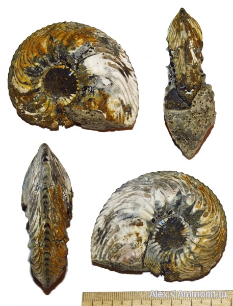Cardioceras, макроконхи, нижний оксфорд, Cardioceratidae, Macroconchs, Lower Oxfordian