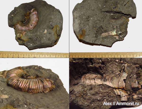 аммониты, Binatisphinctes, келловей, ушки, устье, Ammonites, parabolae, Microconchs, параболы, lappets, Callovian, Middle Jurassic