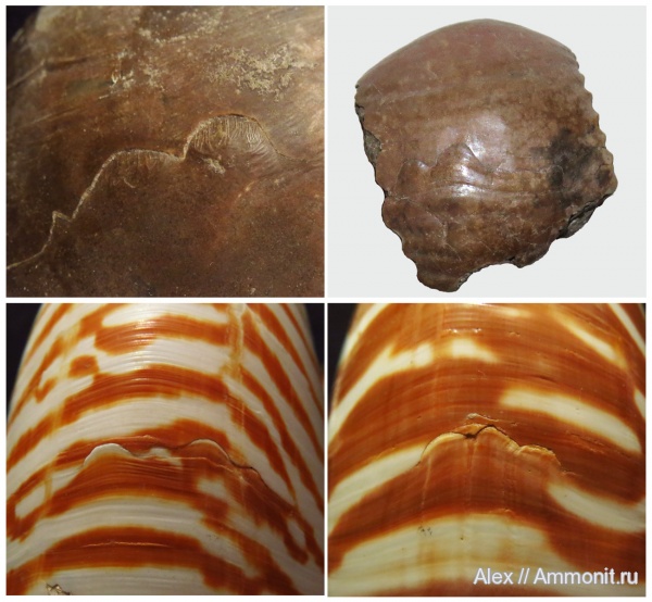 Nautilus, Erymnoceras, Rondiceras, прижизненные повреждения, Nautilida, ammonoid sublethal injuries