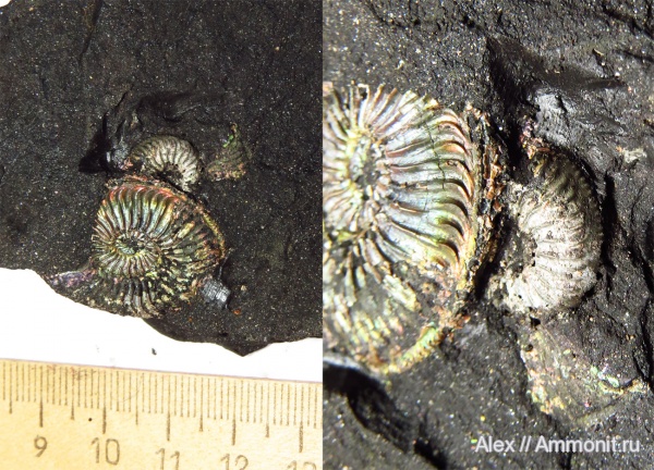 Amoeboceras, Plasmatites