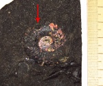 Amoeboceras (Plasmatites) zieteni с вентральным укусом