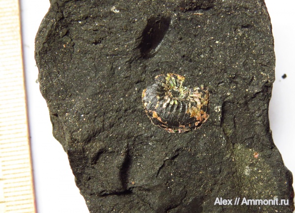 Amoeboceras, Cardioceratidae, Amoeboceras zieteni, Plasmatites, Plasmatites zieteni