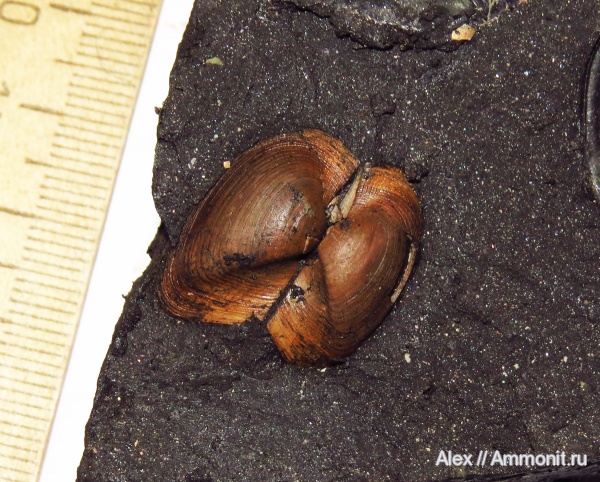 Grammatodon, Grammatodon pictum