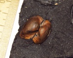 Grammatodon pictum
