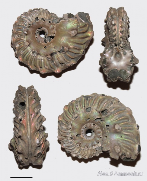 Hoplitidae, Euhoplites, Euhoplites nitidus, Folkestone, средний альб