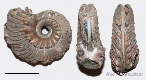 Hoplitidae, Euhoplites, Folkestone, средний альб
