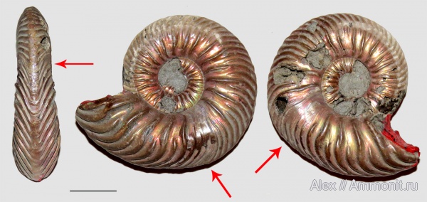 микроконхи, Quenstedtoceras, прижизненные повреждения, Microconchs, ammonoid sublethal injuries