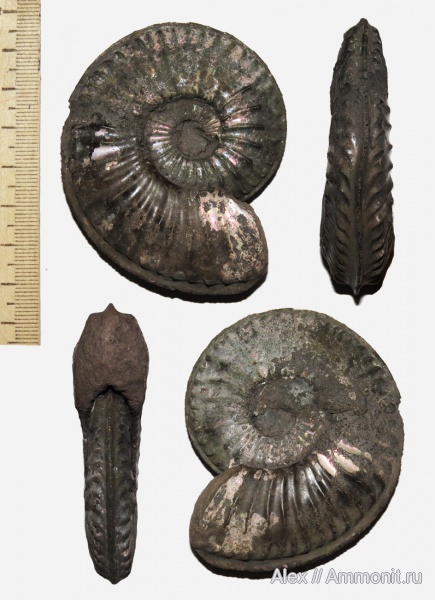 Amoeboceras, Amoeboceras serratum, forma undaticarinata