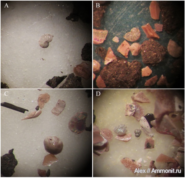 фораминиферы, Foraminifera, Epistomina, Lenticulina, микропалеонтология, Globuligerina, Ophthalmidium strumosum, Ophthalmidium