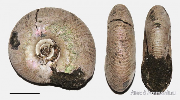 Craspedites, Craspedites fragilis, Craspeditidae, Upper Jurassic