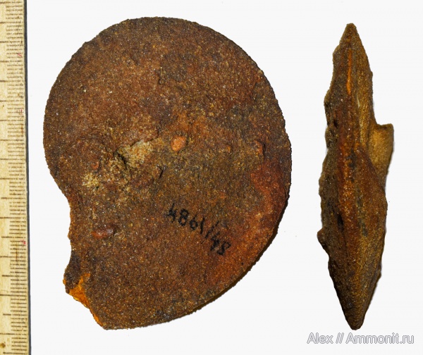 Garniericeras, ПИН, Garniericeras subclypeiforme, зона Craspedites nodiger, Котельники