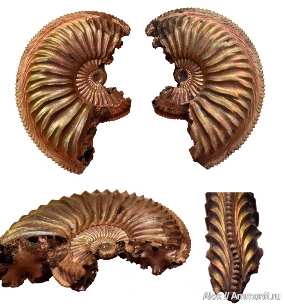 Amoeboceras, прижизненные повреждения, Amoeboceras alternoides, морщинистый слой, ammonoid sublethal injuries, Supracephalic attachment area