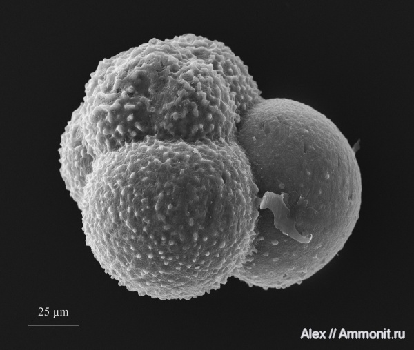 Globuligerina, Globuligerina oxfordiana