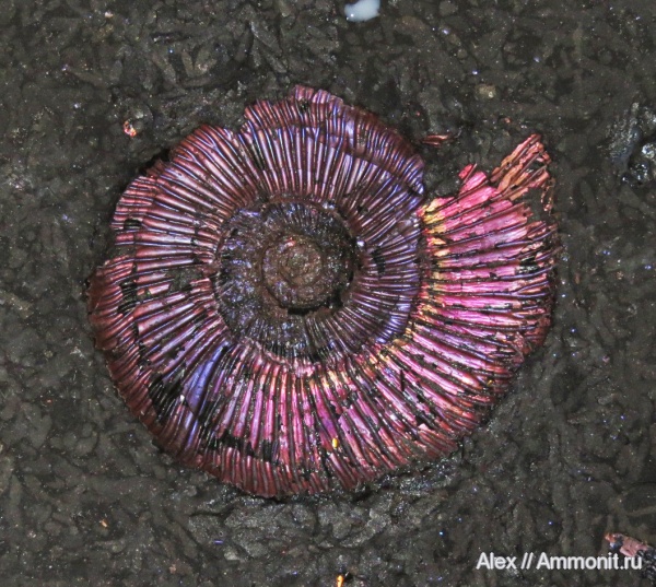 Perisphinctes Perisphinctes