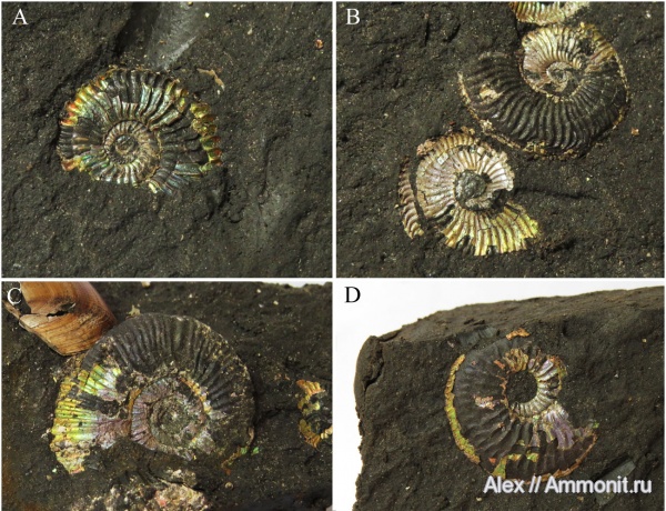 Amoeboceras, Cardioceratidae, Amoeboceras zieteni, Aulacostephanidae, Plasmatites, Plasmatites zieteni