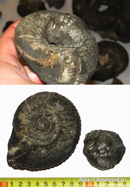 Dorsoplanites, Dorsoplanites panderi, зона Dorsoplanites panderi, Liostrea, обрастание аммонитов, ксеноморфизм, xenomorphism