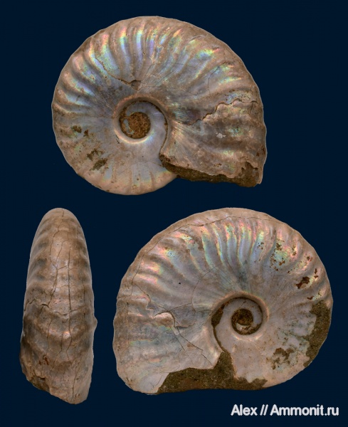Cleoniceras, прижизненные повреждения, ammonoid sublethal injuries