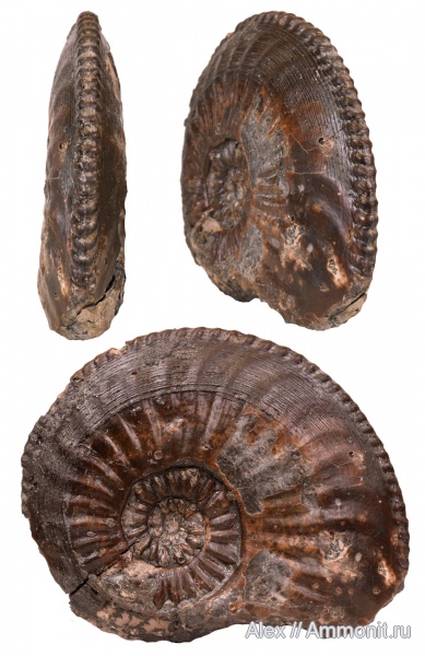 плинсбах, Amaltheus margaritatus, Amaltheus, Wrinkle layer, Zell unter Aichelberg