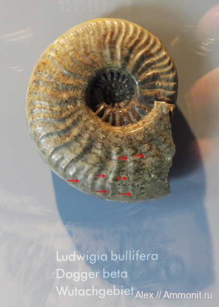 Ludwigia, мембраны, cameral membranes, Ludwigia bullifera, Dotternhausen
