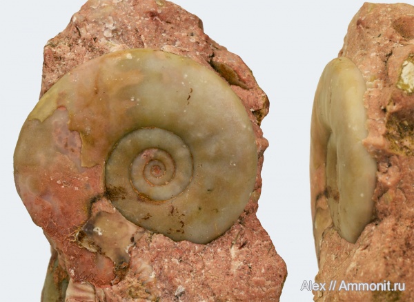 Индонезия, Тимор, нижний триас, Noe Bihati