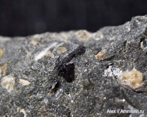 Acanthohoplites, Coleoidea, клювы, cephalopod jaws, нижние челюсти, челюсти головоногих