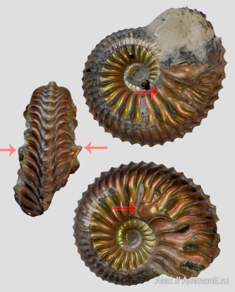 Cardioceras, нижний оксфорд, прижизненные повреждения, Cardioceras quadrarium, ammonoid sublethal injuries, Lower Oxfordian