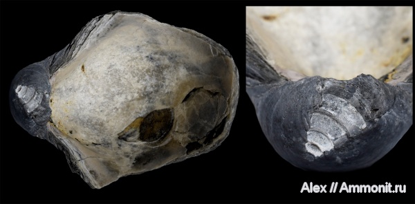 Gryphaea, обрастание, ксеноморфизм, xenomorphism