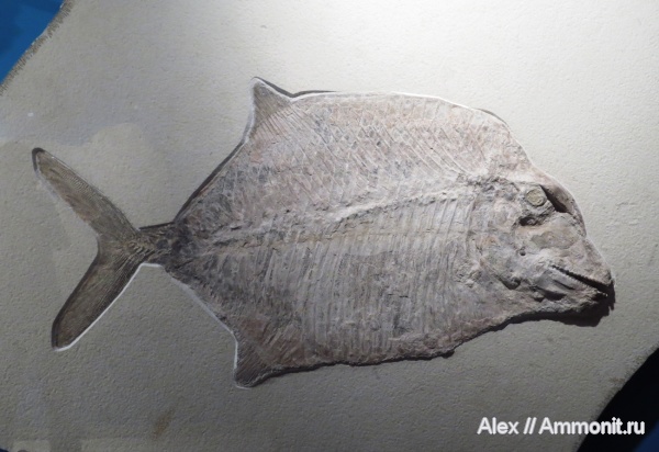 Bürgermeister-Müller-Museum Solnhofen