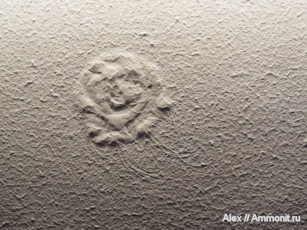 музеи, медузы, Bürgermeister-Müller-Museum, Eulithota fasciculata, Eulithota