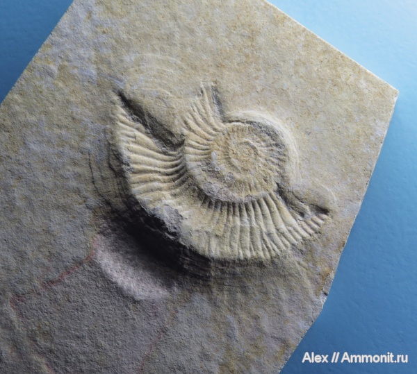 аммониты, музеи, Bürgermeister-Müller-Museum