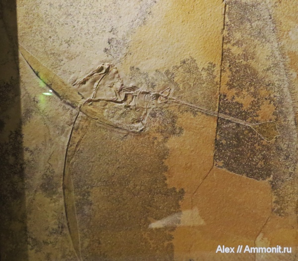 птерозавры, музеи, рамфоринхи, Rhamphorhynchus, Rhamphorhynchus intermedius, Bürgermeister-Müller-Museum