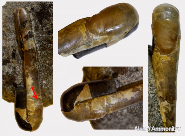 прижизненные повреждения, Ptychoceras, ammonoid sublethal injuries, Ptychoceras minimum