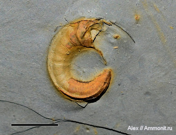 Окаменелости из стешевских глин