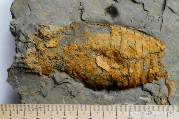 Oncocerida, Poterioceras