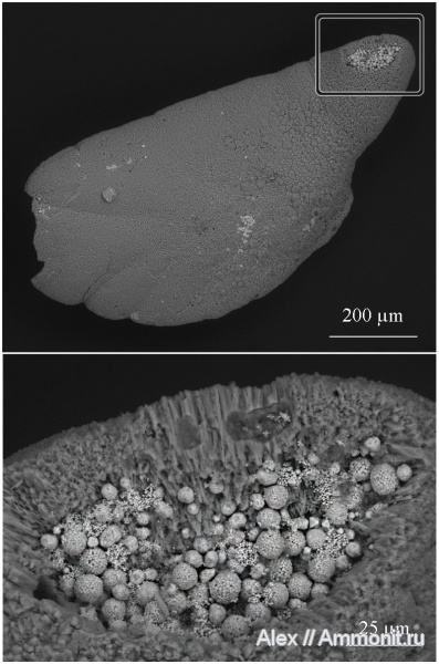 пирит, статолиты, фрамбоидальный пирит