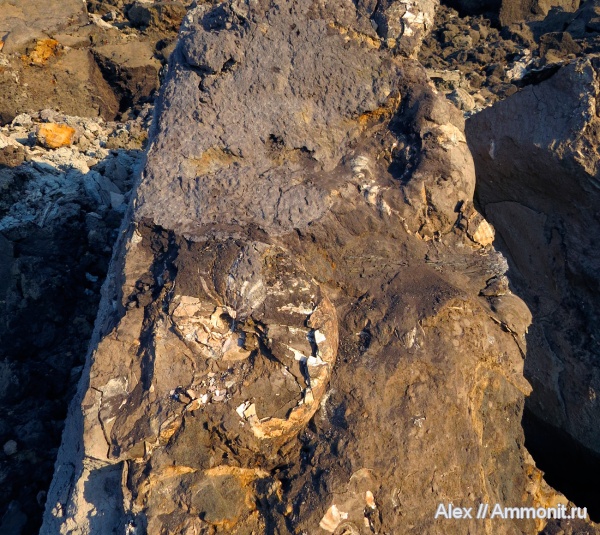 наутилусы, Erymnoceras, Cenoceras, Nautilida, зона Coronatum