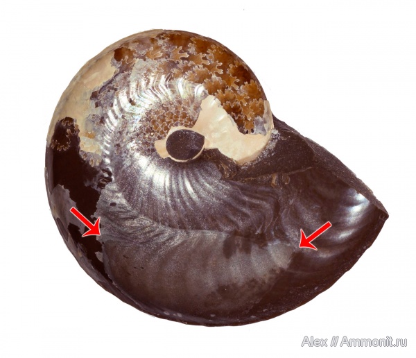 Aconeceras, muscle scars, отпечатки мускулов, Sinzovia