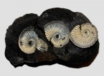 Amoeboceras serratum из Рыбаков