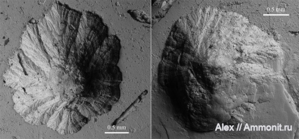 Amoeboceras, Probalanus, conellae