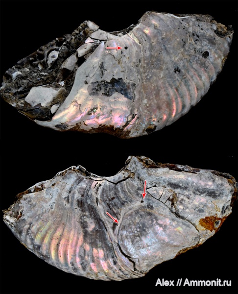 Deshayesites, прижизненные повреждения, обрастание аммонитов, ammonoid sublethal injuries, Discinisca