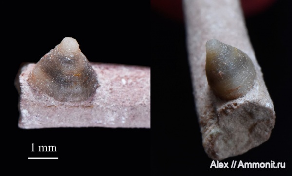 Endoceras, Endocerida, conellae