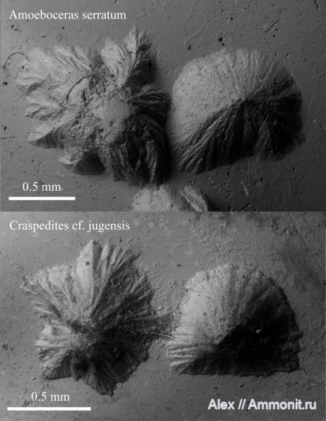 Amoeboceras, Craspedites, Probalanus, conellae