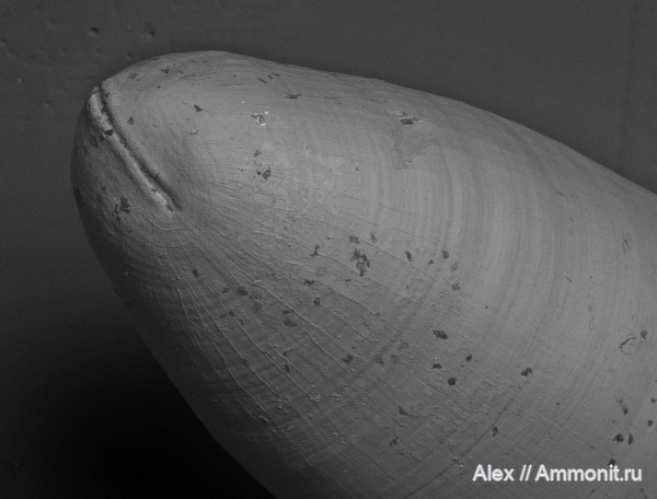Dolorthoceras, Dolorthoceras stiliforme, Cicatrix, цикатрикс, Pseudorthocerida