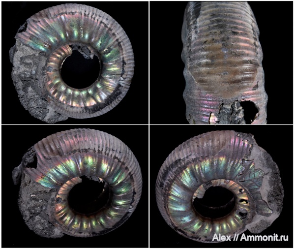 Wrinkle layer, морщинистый слой, Grossouvria, Supracephalic attachment area
